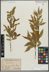 Foto von Salix alba L. x Salix fragilis L.